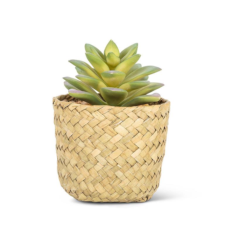Sedeveria Succulent in Woven Basket