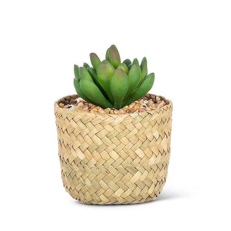 Jade Succulent in Woven Basket