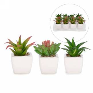 Cactus plant (small)