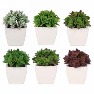 Plant in white pot (medium)