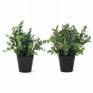 Potted foliage plant